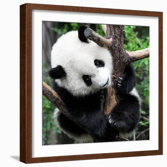 China 10MKm2 Collection - Giant Panda Baby-Philippe Hugonnard-Framed Photographic Print