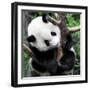 China 10MKm2 Collection - Giant Panda Baby-Philippe Hugonnard-Framed Photographic Print