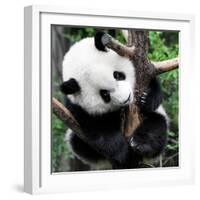 China 10MKm2 Collection - Giant Panda Baby-Philippe Hugonnard-Framed Photographic Print