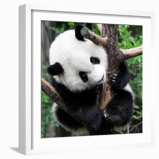 China 10MKm2 Collection - Giant Panda Baby-Philippe Hugonnard-Framed Photographic Print