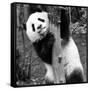 China 10MKm2 Collection - Giant Panda Baby-Philippe Hugonnard-Framed Stretched Canvas