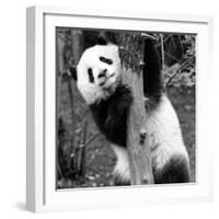 China 10MKm2 Collection - Giant Panda Baby-Philippe Hugonnard-Framed Photographic Print