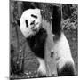 China 10MKm2 Collection - Giant Panda Baby-Philippe Hugonnard-Mounted Photographic Print