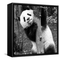 China 10MKm2 Collection - Giant Panda Baby-Philippe Hugonnard-Framed Stretched Canvas