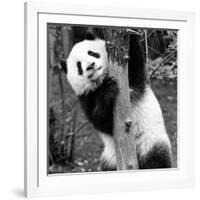 China 10MKm2 Collection - Giant Panda Baby-Philippe Hugonnard-Framed Photographic Print