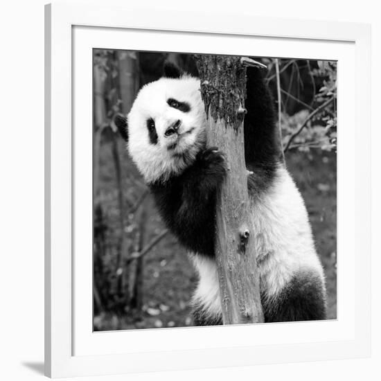 China 10MKm2 Collection - Giant Panda Baby-Philippe Hugonnard-Framed Photographic Print