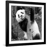 China 10MKm2 Collection - Giant Panda Baby-Philippe Hugonnard-Framed Photographic Print