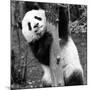 China 10MKm2 Collection - Giant Panda Baby-Philippe Hugonnard-Mounted Photographic Print