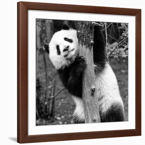 China 10MKm2 Collection - Giant Panda Baby-Philippe Hugonnard-Framed Photographic Print