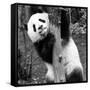 China 10MKm2 Collection - Giant Panda Baby-Philippe Hugonnard-Framed Stretched Canvas