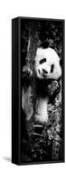 China 10MKm2 Collection - Giant Panda Baby-Philippe Hugonnard-Framed Stretched Canvas