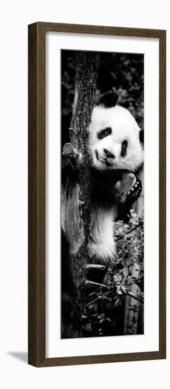 China 10MKm2 Collection - Giant Panda Baby-Philippe Hugonnard-Framed Photographic Print