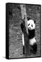 China 10MKm2 Collection - Giant Panda Baby-Philippe Hugonnard-Framed Stretched Canvas