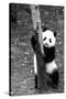 China 10MKm2 Collection - Giant Panda Baby-Philippe Hugonnard-Stretched Canvas