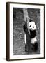 China 10MKm2 Collection - Giant Panda Baby-Philippe Hugonnard-Framed Photographic Print