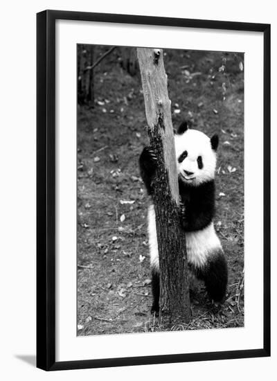 China 10MKm2 Collection - Giant Panda Baby-Philippe Hugonnard-Framed Photographic Print