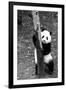 China 10MKm2 Collection - Giant Panda Baby-Philippe Hugonnard-Framed Photographic Print