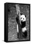 China 10MKm2 Collection - Giant Panda Baby-Philippe Hugonnard-Framed Stretched Canvas