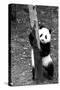 China 10MKm2 Collection - Giant Panda Baby-Philippe Hugonnard-Stretched Canvas