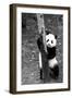 China 10MKm2 Collection - Giant Panda Baby-Philippe Hugonnard-Framed Photographic Print