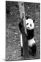 China 10MKm2 Collection - Giant Panda Baby-Philippe Hugonnard-Mounted Photographic Print