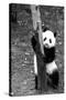 China 10MKm2 Collection - Giant Panda Baby-Philippe Hugonnard-Stretched Canvas