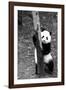 China 10MKm2 Collection - Giant Panda Baby-Philippe Hugonnard-Framed Photographic Print