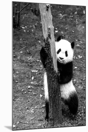 China 10MKm2 Collection - Giant Panda Baby-Philippe Hugonnard-Mounted Photographic Print