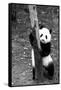 China 10MKm2 Collection - Giant Panda Baby-Philippe Hugonnard-Framed Stretched Canvas