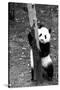 China 10MKm2 Collection - Giant Panda Baby-Philippe Hugonnard-Stretched Canvas