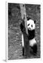 China 10MKm2 Collection - Giant Panda Baby-Philippe Hugonnard-Framed Photographic Print