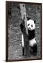 China 10MKm2 Collection - Giant Panda Baby-Philippe Hugonnard-Framed Photographic Print