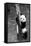 China 10MKm2 Collection - Giant Panda Baby-Philippe Hugonnard-Framed Stretched Canvas