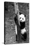 China 10MKm2 Collection - Giant Panda Baby-Philippe Hugonnard-Stretched Canvas