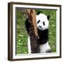 China 10MKm2 Collection - Giant Panda Baby-Philippe Hugonnard-Framed Photographic Print