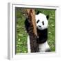 China 10MKm2 Collection - Giant Panda Baby-Philippe Hugonnard-Framed Photographic Print