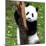 China 10MKm2 Collection - Giant Panda Baby-Philippe Hugonnard-Mounted Photographic Print