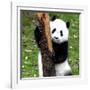 China 10MKm2 Collection - Giant Panda Baby-Philippe Hugonnard-Framed Photographic Print