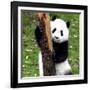 China 10MKm2 Collection - Giant Panda Baby-Philippe Hugonnard-Framed Photographic Print