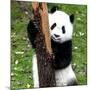 China 10MKm2 Collection - Giant Panda Baby-Philippe Hugonnard-Mounted Photographic Print