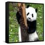 China 10MKm2 Collection - Giant Panda Baby-Philippe Hugonnard-Framed Stretched Canvas