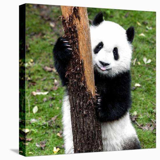 China 10MKm2 Collection - Giant Panda Baby-Philippe Hugonnard-Stretched Canvas