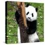 China 10MKm2 Collection - Giant Panda Baby-Philippe Hugonnard-Stretched Canvas