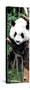 China 10MKm2 Collection - Giant Panda Baby-Philippe Hugonnard-Stretched Canvas