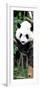 China 10MKm2 Collection - Giant Panda Baby-Philippe Hugonnard-Framed Photographic Print