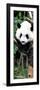 China 10MKm2 Collection - Giant Panda Baby-Philippe Hugonnard-Framed Photographic Print