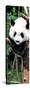 China 10MKm2 Collection - Giant Panda Baby-Philippe Hugonnard-Stretched Canvas