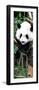 China 10MKm2 Collection - Giant Panda Baby-Philippe Hugonnard-Framed Photographic Print