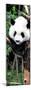 China 10MKm2 Collection - Giant Panda Baby-Philippe Hugonnard-Mounted Photographic Print