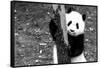 China 10MKm2 Collection - Giant Panda Baby-Philippe Hugonnard-Framed Stretched Canvas